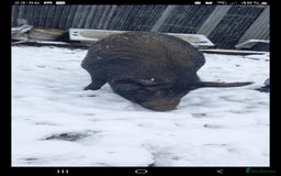 Pig livestock for sale: Ronnie and reggie  - Image 26