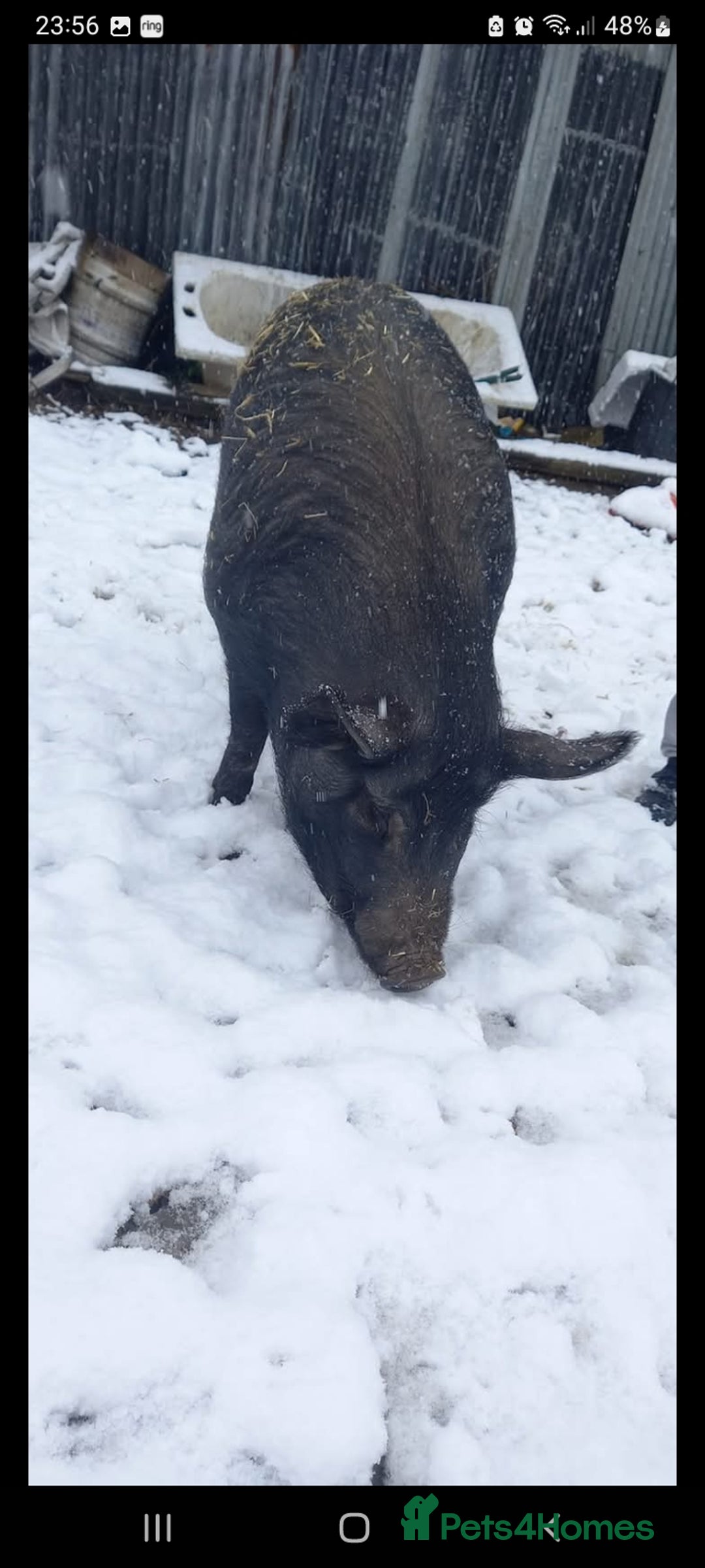 Pig livestock for sale: Ronnie and reggie  - Image 26