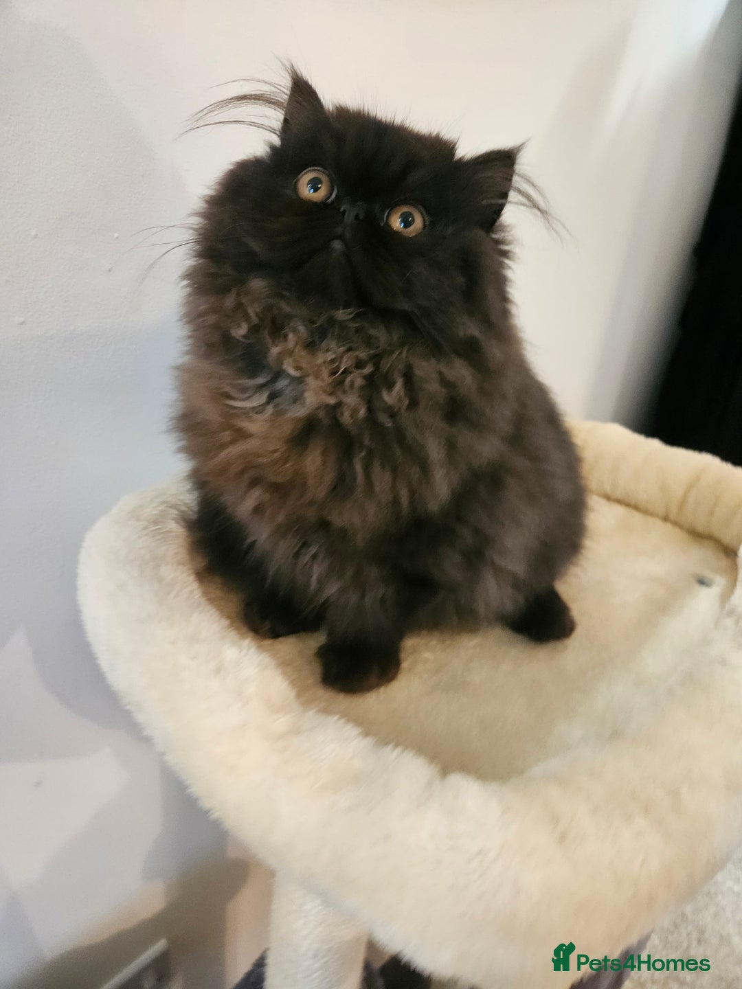 Persian cats for sale: Stunning Persian girl  - Advert 8