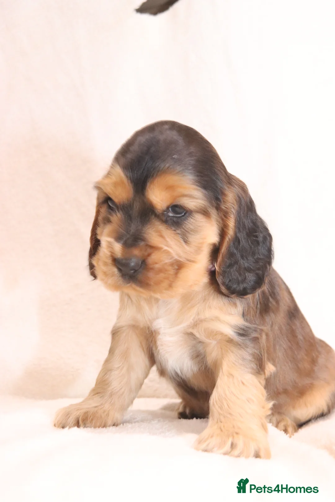 Cocker Spaniel dogs for sale: 🤎🧡 Chocolate Sable & Tan 🧡🤎 - Advert 13