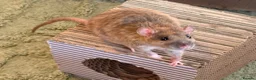 Rat rodents for sale: Well-Handled Pet Rats Looking for Loving Homes - Advert 9
