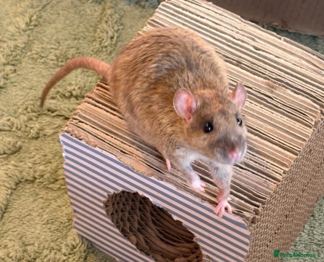 Rat rodents for sale: Well-Handled Pet Rats Looking for Loving Homes - Advert 9