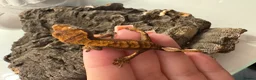 Mixed Breed reptiles for sale: various geckos! - Advert 21
