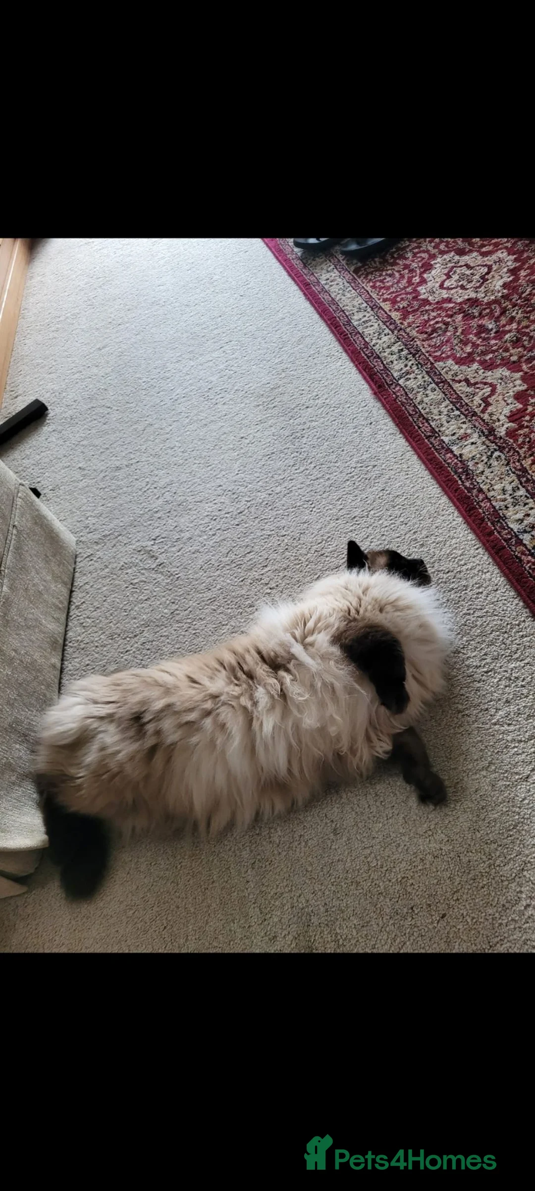 Ragdoll cats for sale: Male Ragdoll -Zeus in Birmingham - Advert 2