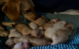 Mixed Breed dogs for sale: Cocker Spaniel Puppies – 4 Weeks Old - reserve now - Advert 35