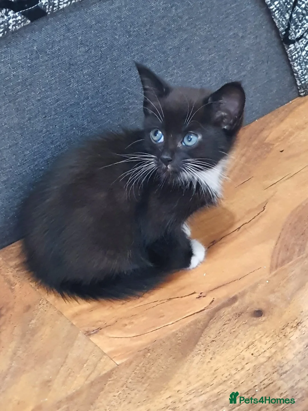 Mixed Breed cats for sale: Mixed Tabby  - Advert 11
