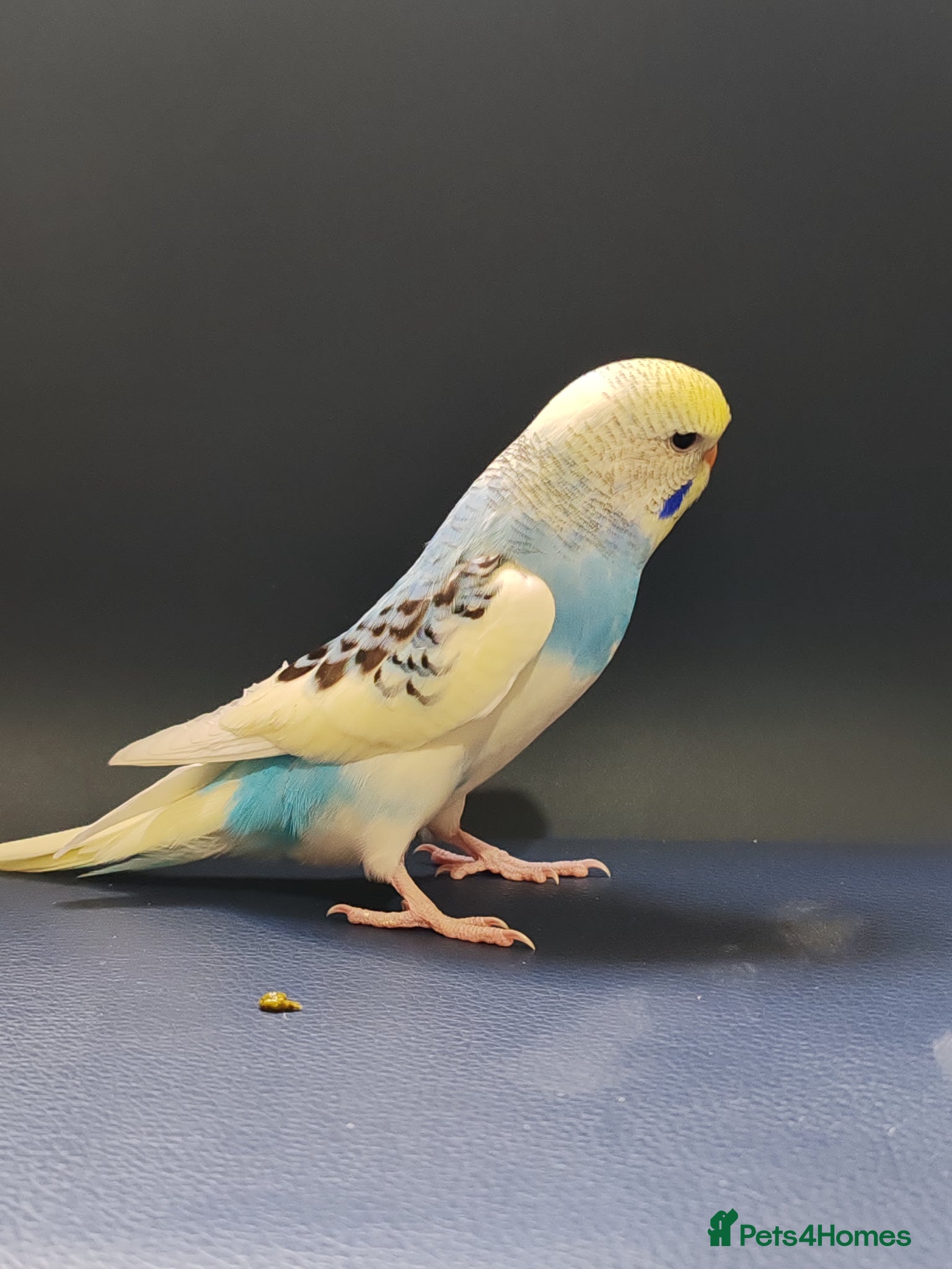 Parrots birds for sale: budgies 2 months and 3 months 1 week  - Advert 17
