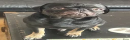 Pug dogs for stud: Stunning proven pug stud black with tan paws  - Advert 5
