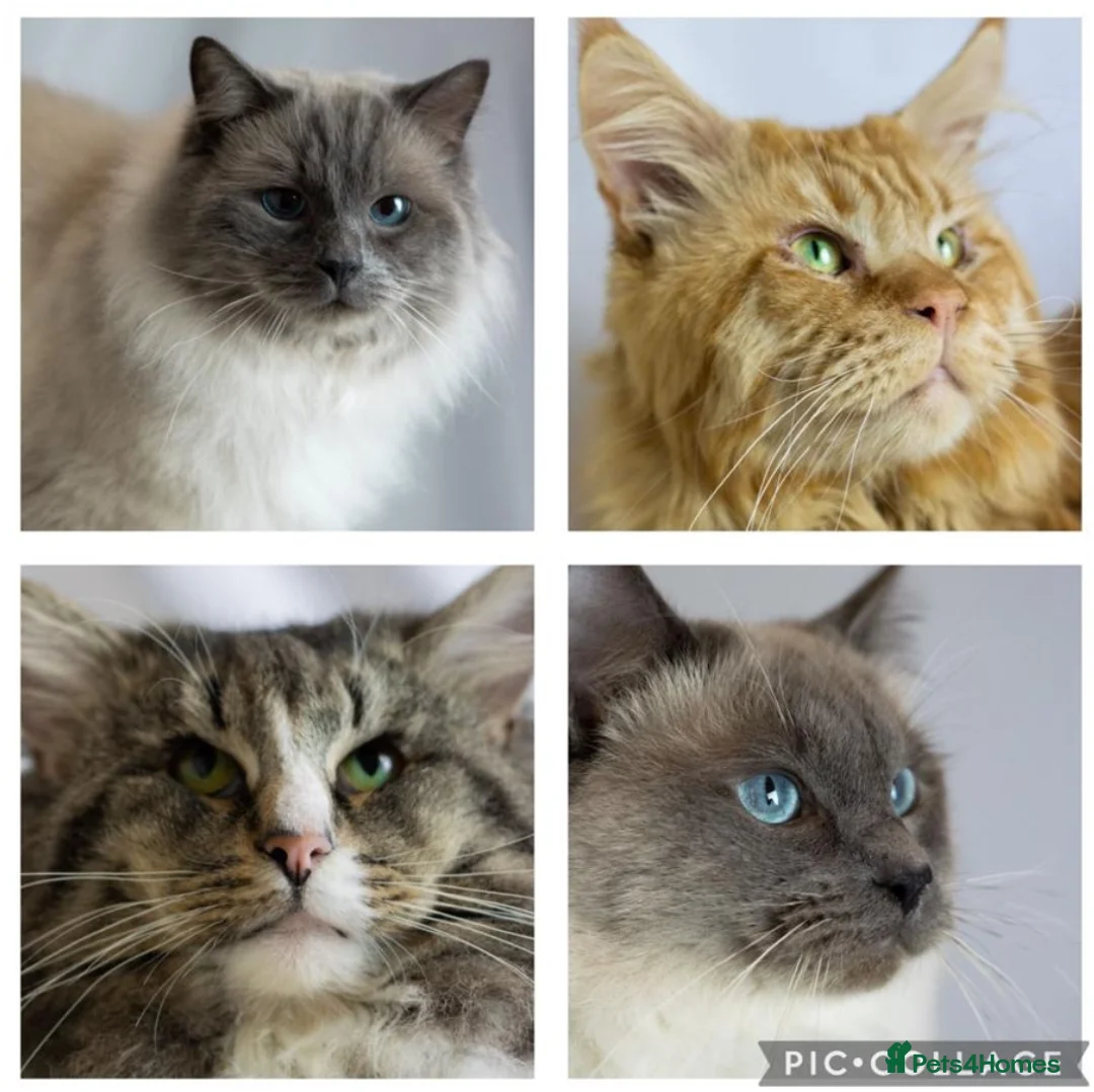 Ragdoll cats for stud: Amazing blue point FOR STUD in Brighouse - Advert 6