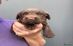 Cocker Spaniel dogs for sale: Cocker Spaniel Pups - Image 4