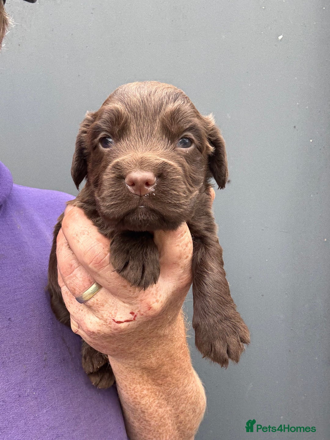 Cocker Spaniel dogs for sale: Cocker Spaniel Pups - Image 4