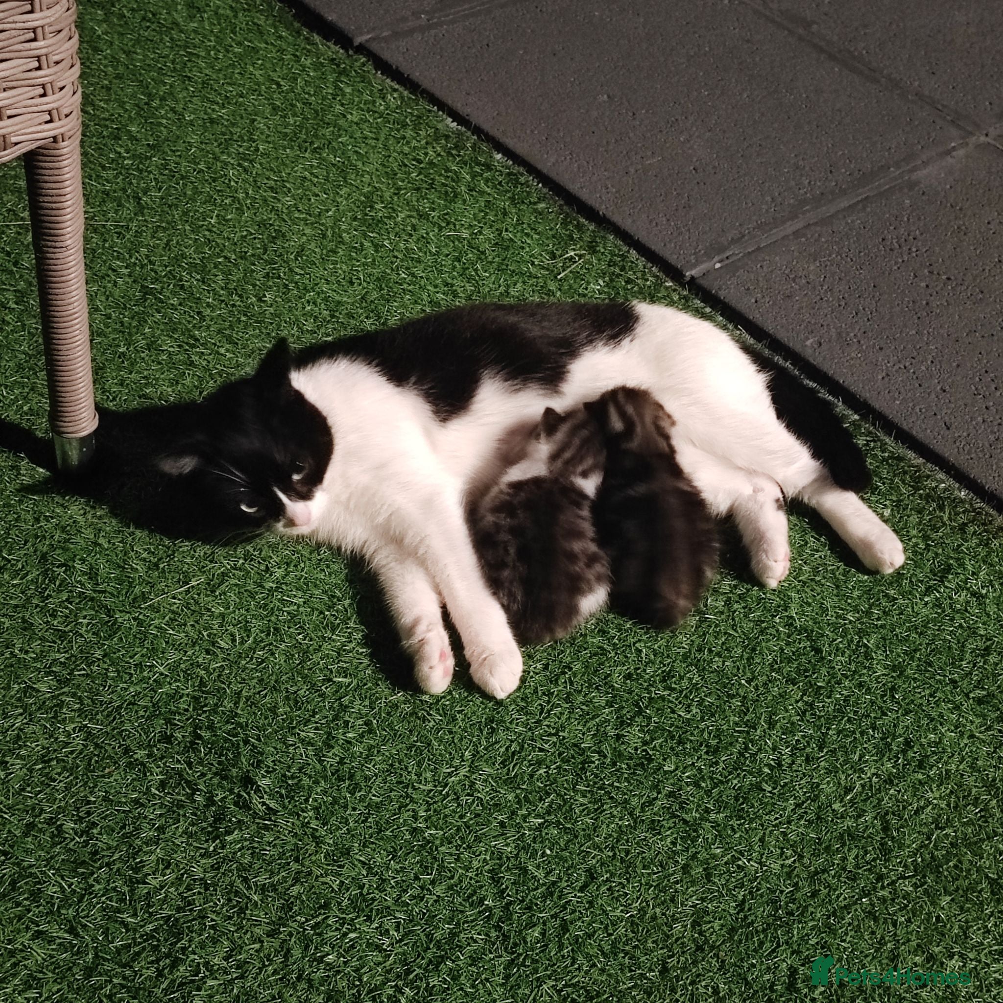 Mixed Breed cats Kitten  - Advert 5
