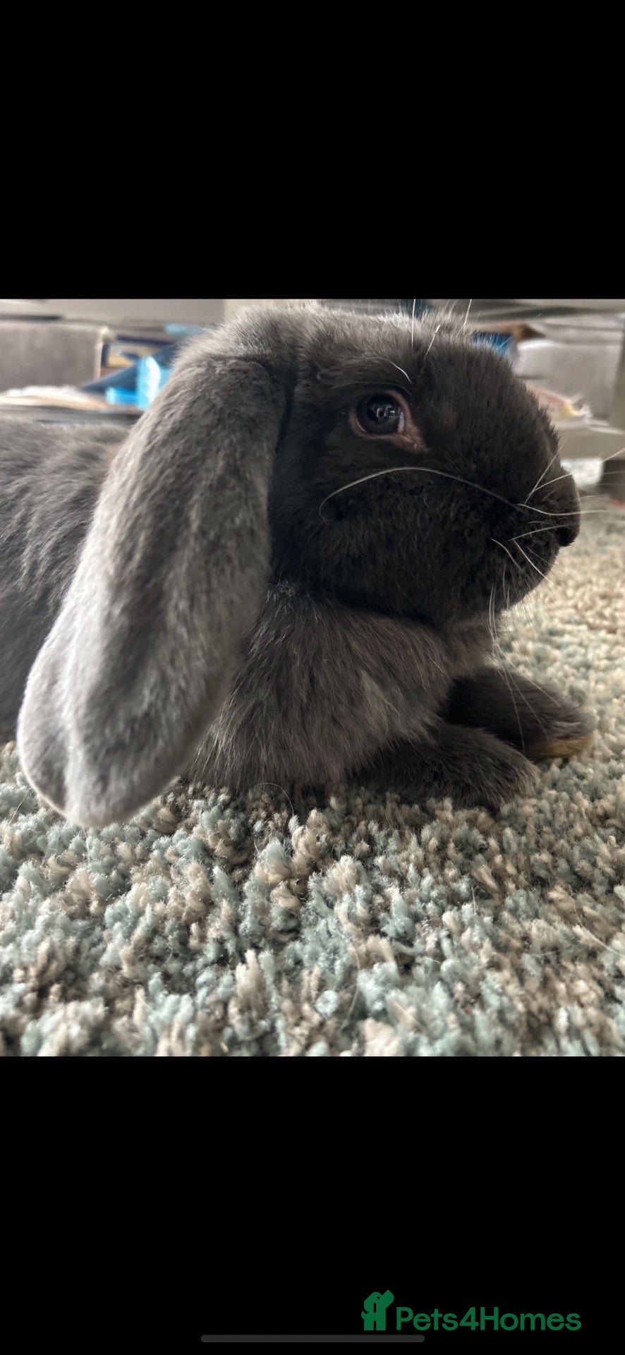 French Lop rabbits Giant Neutered French/conti male Rabbit  - Advert 2
