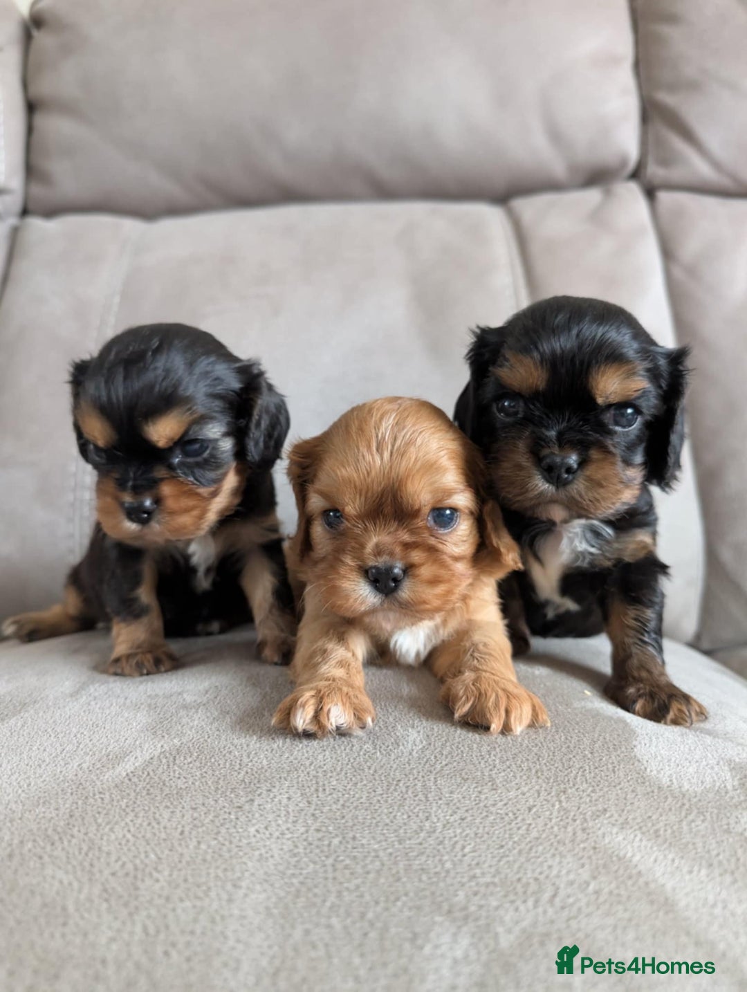 Cavalier King Charles Spaniel dogs for sale: CKCS puppies - Image 4