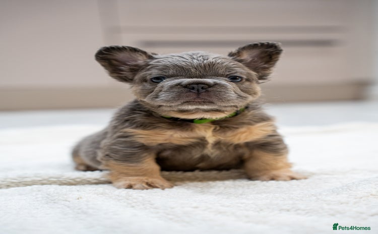 French Bulldog dogs - Advert 1