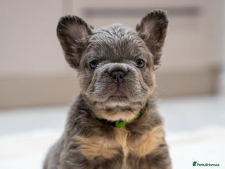 French Bulldog dogs - Advert 4
