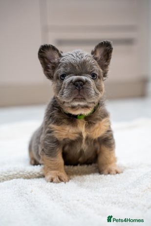French Bulldog dogs - Advert 4