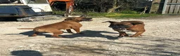 Boxer dogs for sale: Bobtail puppy boxers  - Advert 3