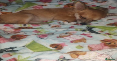 Chihuahua dogs Adorable Loving hand reared ready now Chihuahuas - Advert 2