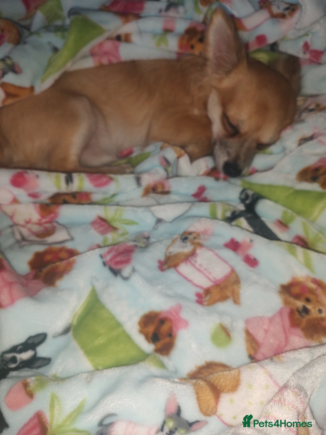 Chihuahua dogs for sale: Adorable Loving hand reared ready now Chihuahuas - Advert 2