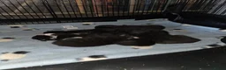 Mixed Breed cats for sale: Kittens for Sale in Bridlington - Advert 38