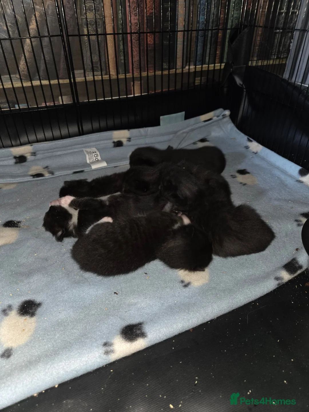 Mixed Breed cats for sale: Kittens for Sale in Bridlington - Advert 38