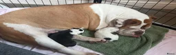 Mixed Breed dogs for sale: Old Tyme Collies looking for their forever home in Durham - Advert 1