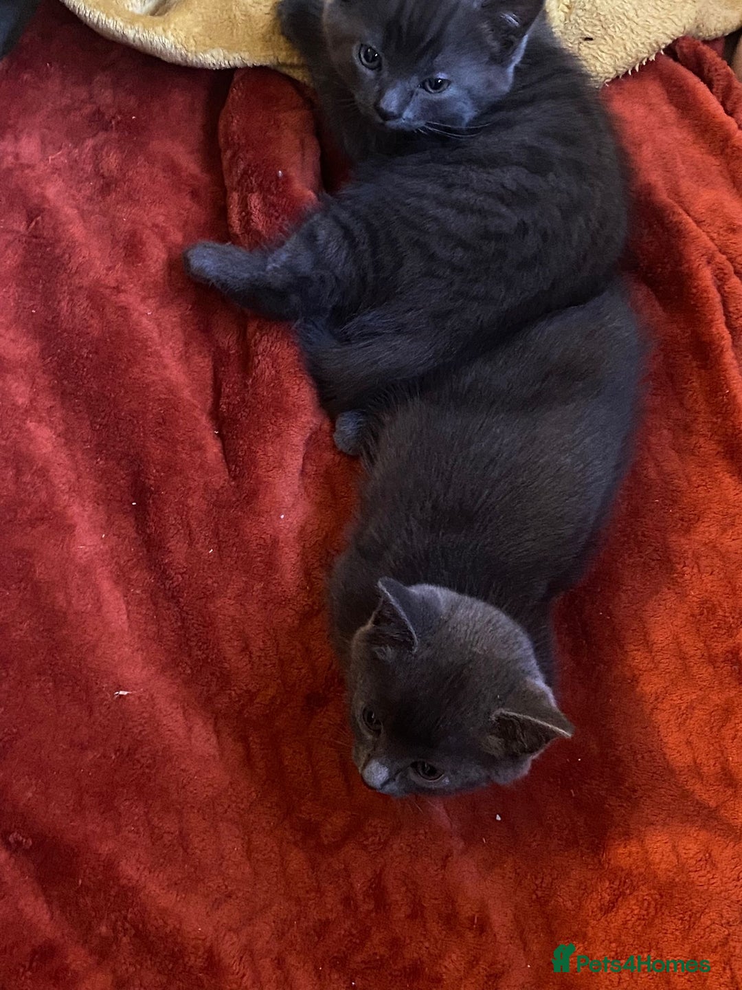 Mixed Breed cats for sale: Wee grey kittens - Advert 2