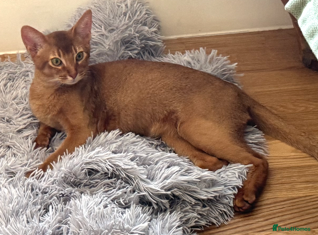Abyssinian cats for sale: Sorrel Abyssinian, GCCF Reg, Champion Line - Image 12