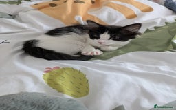 Perdoll cats for sale: Beautiful perdolls  - Image 6