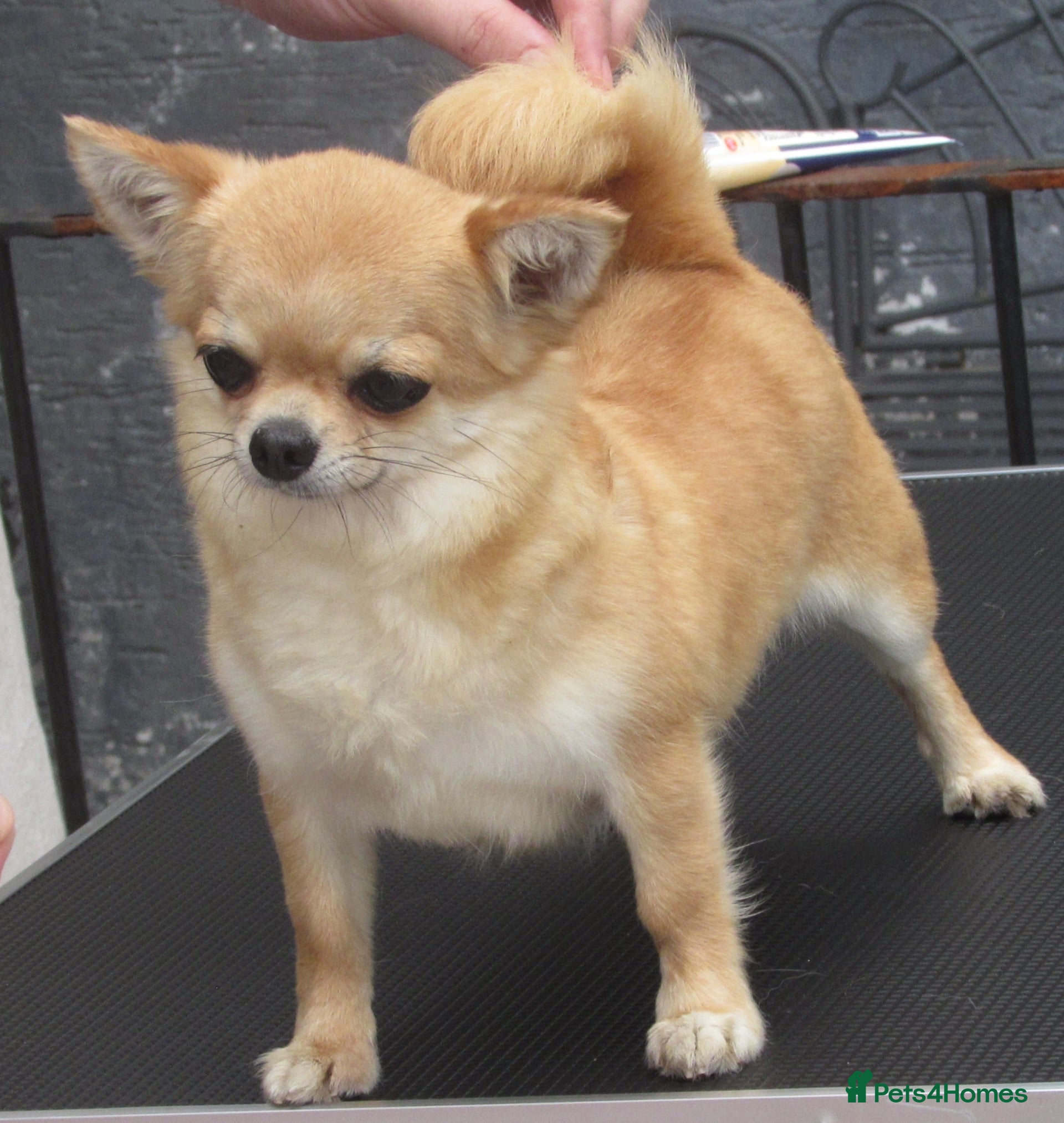Chihuahua dogs RED CHIHUAHUA GIRL FOR SALE KENNEL CLUB REGISTERED - Advert 1