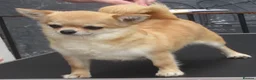 Chihuahua dogs for sale: RED CHIHUAHUA GIRL FOR SALE KENNEL CLUB REGISTERED - Advert 1