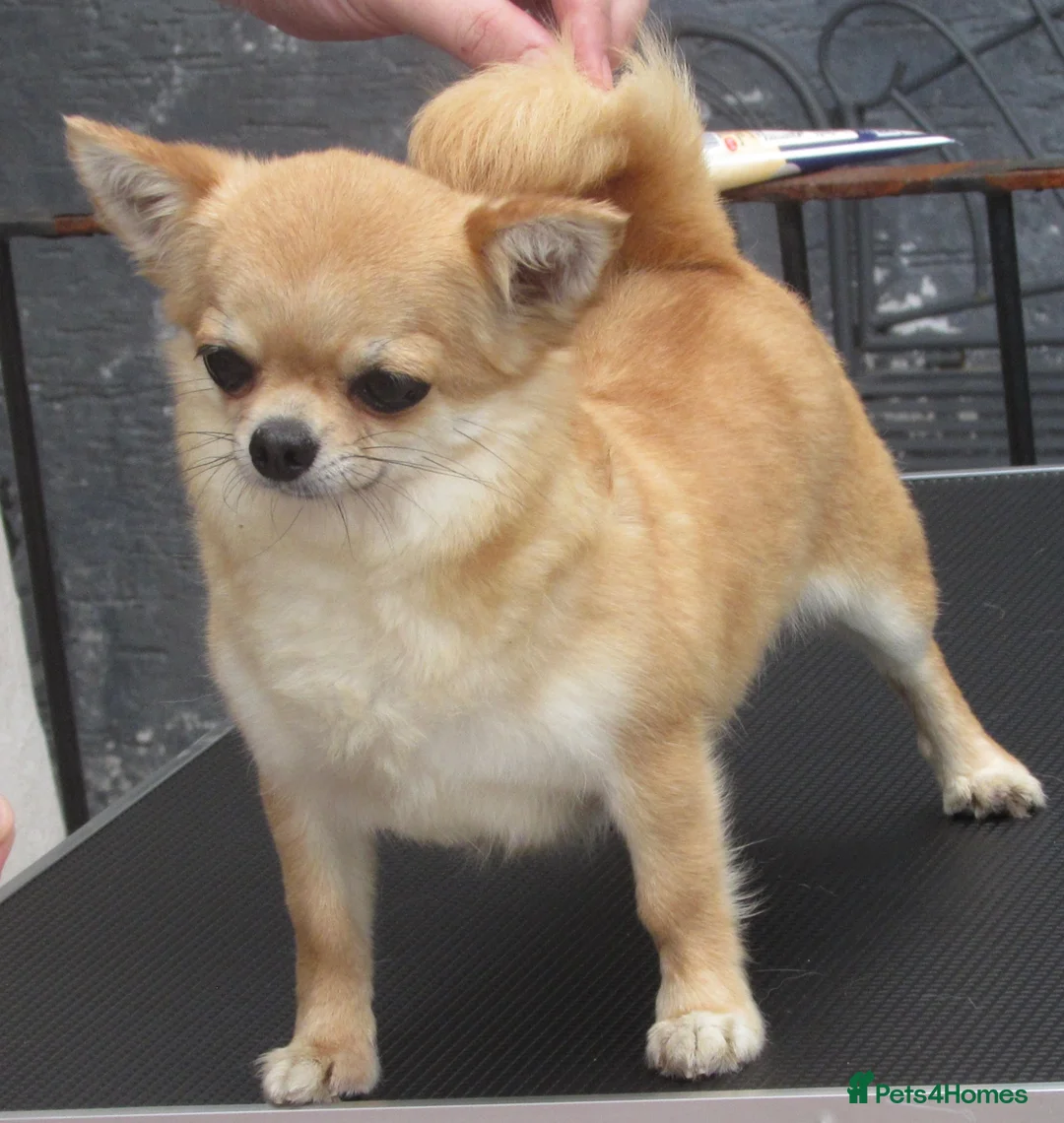 Chihuahua dogs for sale: RED CHIHUAHUA GIRL FOR SALE KENNEL CLUB REGISTERED - Advert 1