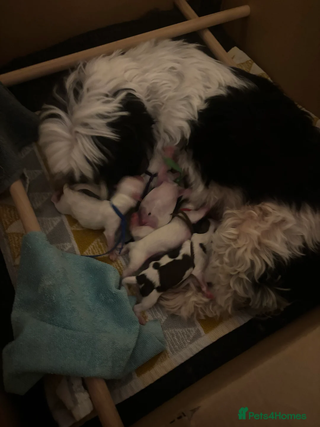 Mixed Breed dogs for sale: Malshipoo Puppy looking for his forever home - Advert 8