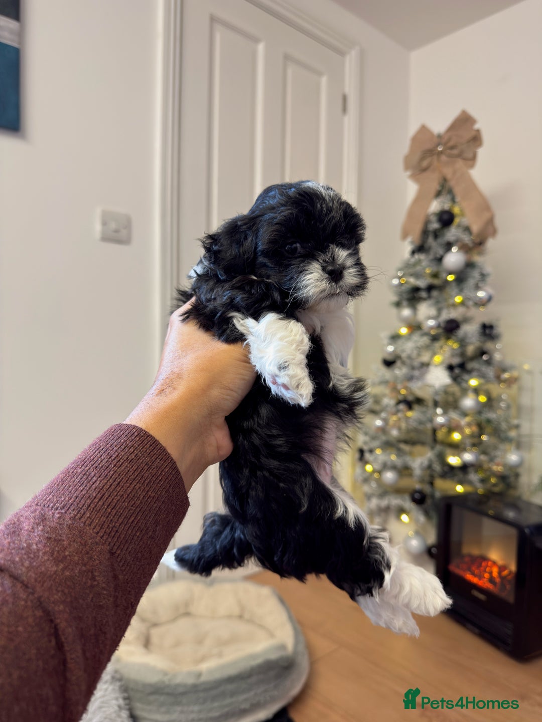 Shih Tzu dogs for sale: Shih Tzu Puppies – Vaccinated & Ready 30 Dec - Advert 6