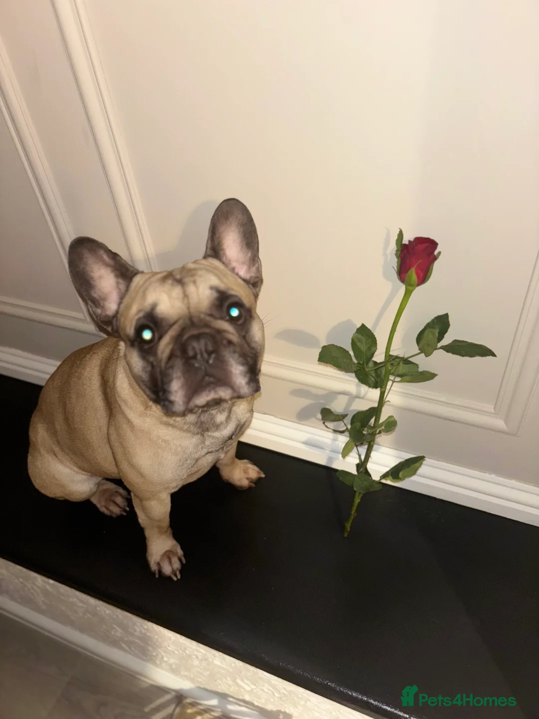 French Bulldog dogs for stud: Logie French bull dog  - Advert 5