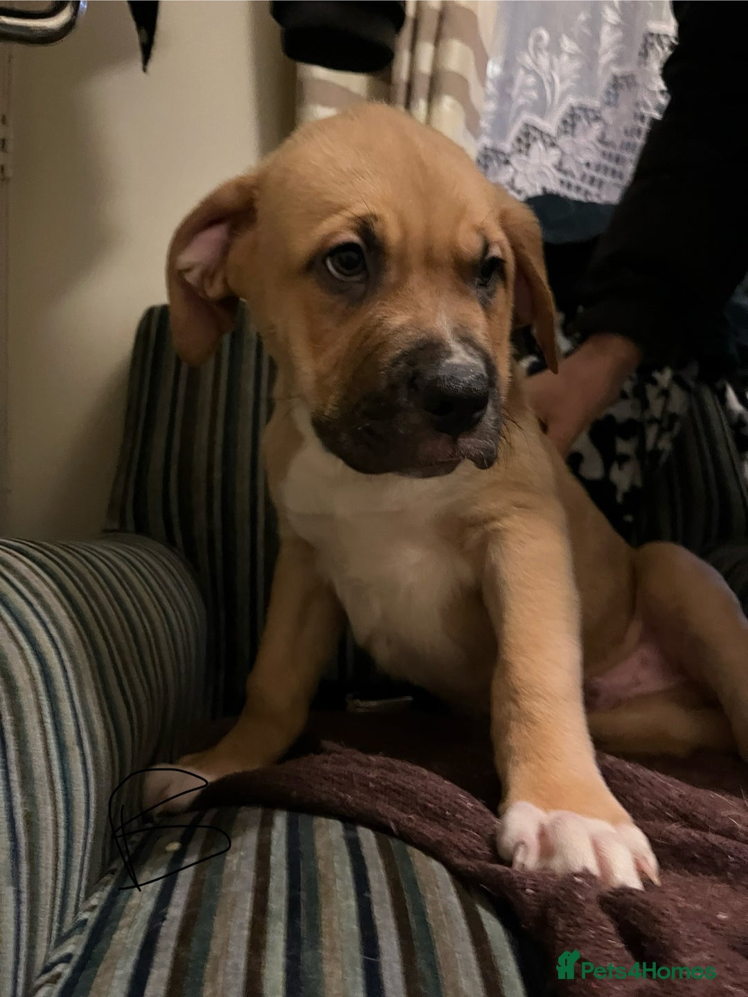 Mixed Breed dogs for sale: Beautiful chunky puppies 😍 - Advert 5