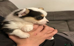 Welsh Corgi Pembroke dogs for sale: Beautiful Welsh Corgi Pembroke girls  - Advert 6