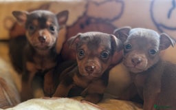 Jack Russell dogs for sale: Much Wenlock stunning miniature puppy  - Advert 17