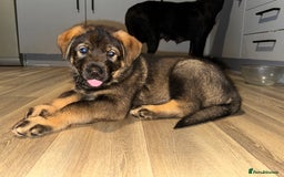 Mixed Breed dogs for sale: German Shepherd x Rottweiler puppies | READY TO GO - Image 13