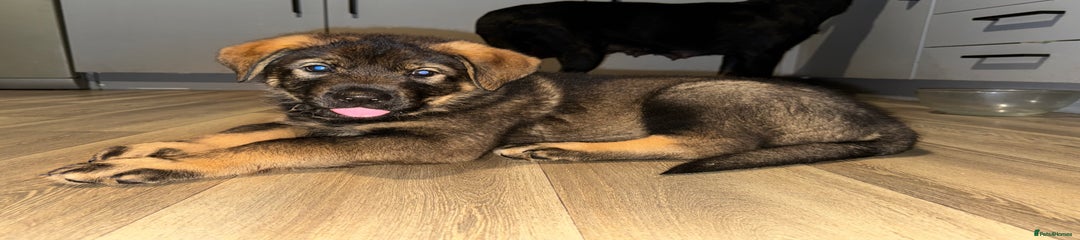 Mixed Breed Puppy 3