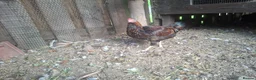 Chickens poultry for sale: Bantam Laced Wyandotte Chickens in Wetherby - Advert 6