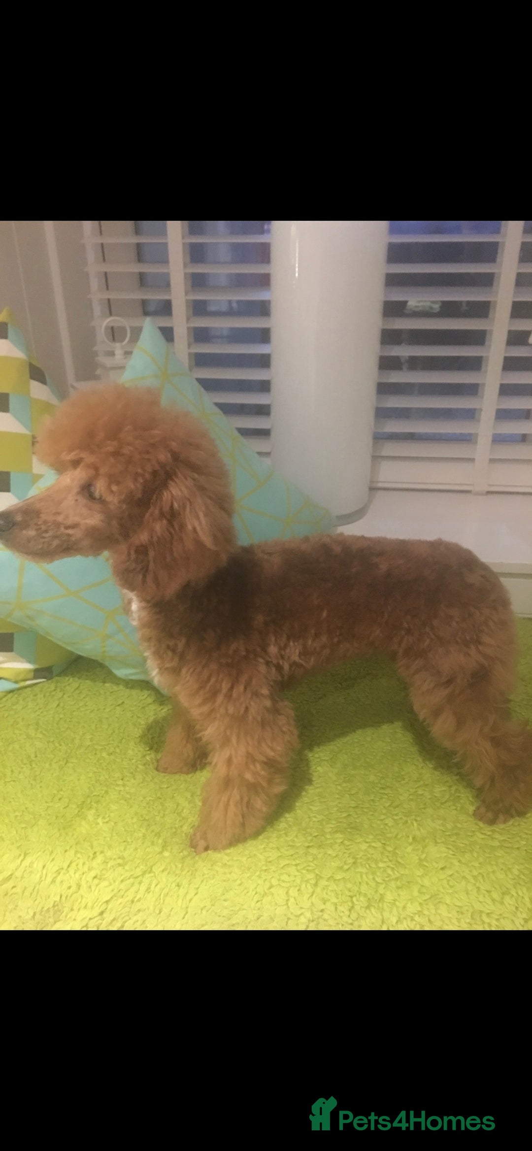 Toy Poodle dogs for stud: KC (FULLY HEALTH TESTED )RED TOY POODLE STUD in Galston - Advert 4