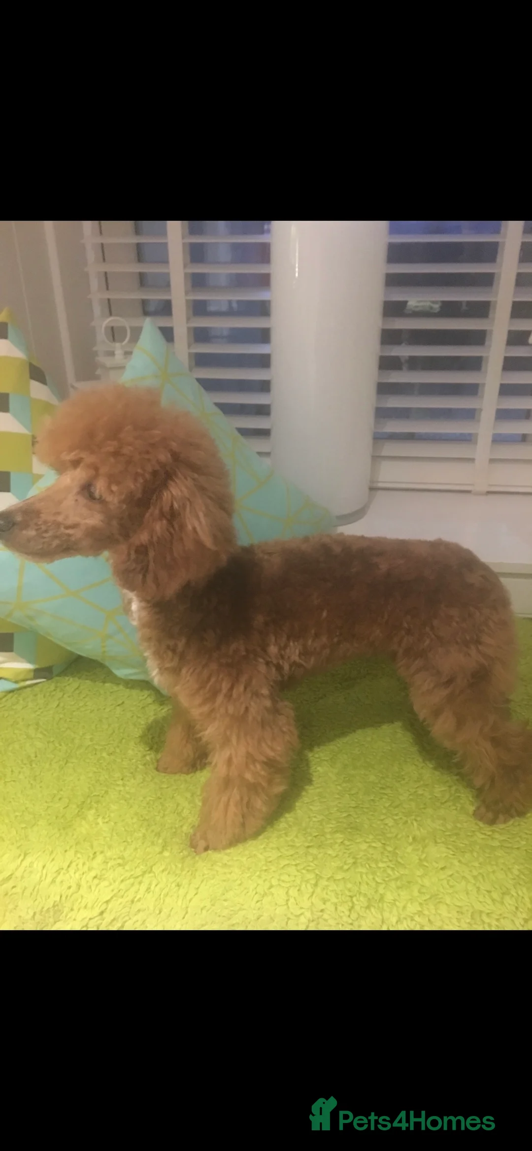 Toy Poodle dogs for stud: KC (FULLY HEALTH TESTED )RED TOY POODLE STUD in Galston - Advert 4