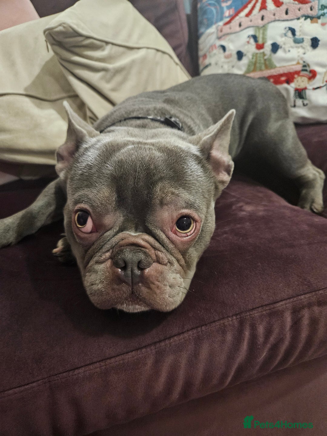 French Bulldog dogs for stud: Prince naseem,STUD kennel club,now available  - Advert 6