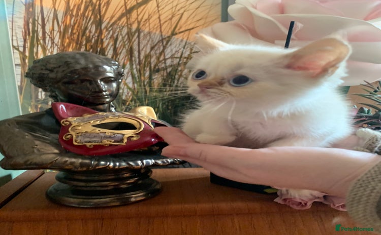 Persian cats - Advert 12