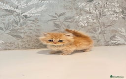 Munchkin cats for sale: 2 tiny legged rug hugger Persian munchkins - Image 12