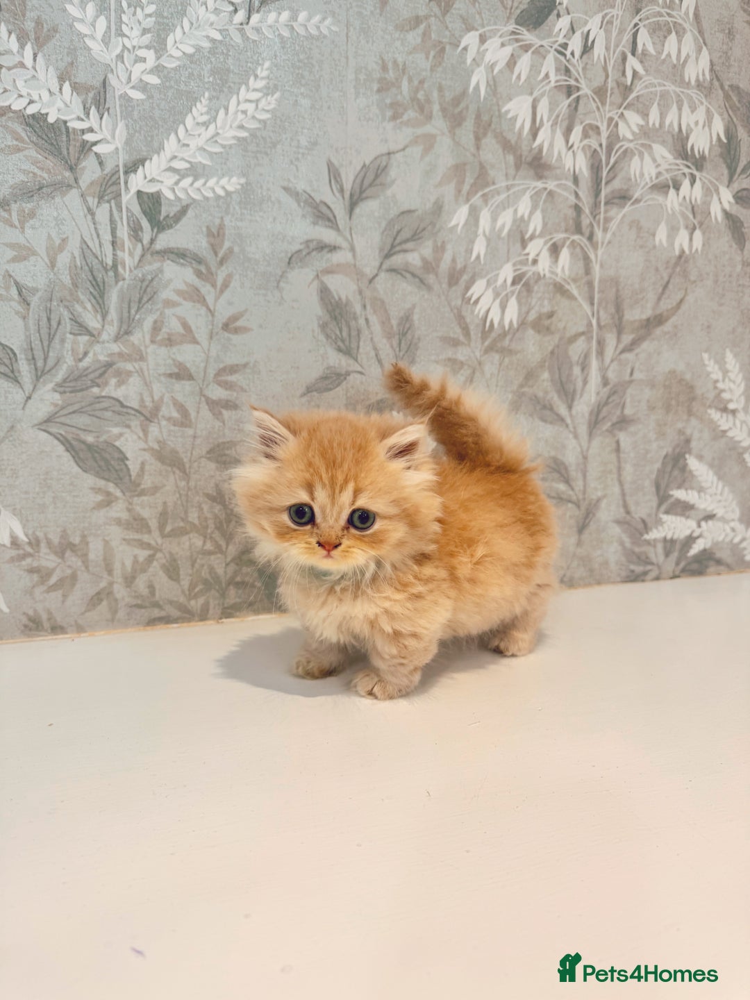 Munchkin cats for sale: 2 tiny legged rug hugger Persian munchkins - Image 12