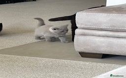 British Shorthair cats for sale: GCCF  black little girl remaining  - Image 8