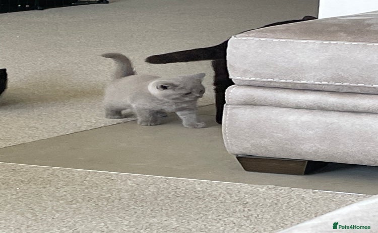 British Shorthair cats - Advert 14